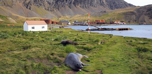 Suedgeorgien_Grytviken_©_Filip_Kulisev_Poseidon_Expeditions