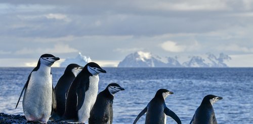 Chinstrap-Penguins-February-antarctica_©_polar-latitudes