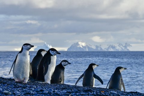 Chinstrap-Penguins-February-antarctica_©_polar-latitudes Chinstrap-Penguins-February-antarctica_©_polar-latitudes