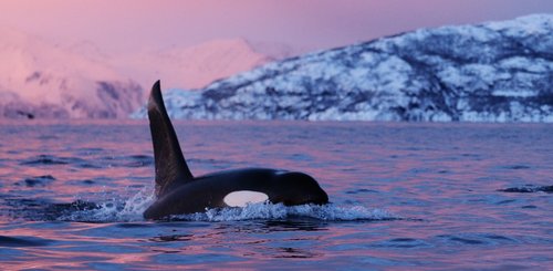 Orca_©_Christian_Engelke_Arktis_Tours
