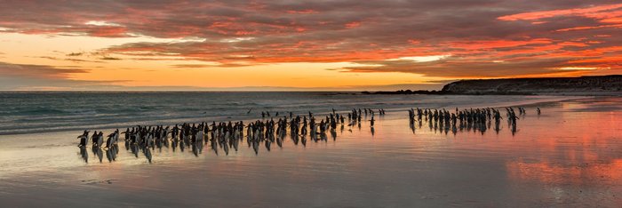 Volunteer_Point_Falkland_Inseln_2017_©_Martin_Zwick_Naturfoto