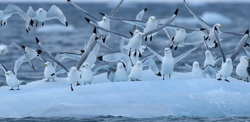 Salisbury_Island_Birds_Franz_Josef_Land_©_Poseidon_Expeditions