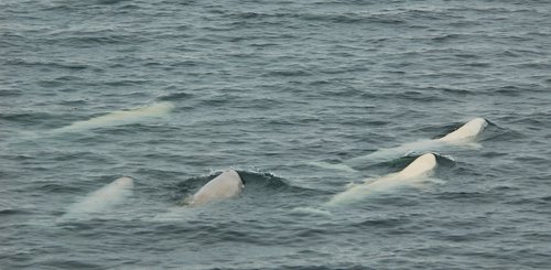 Beluga_Whales_Spitsbergen_©_Elke_Lindner_Oceanwide_Expeditions