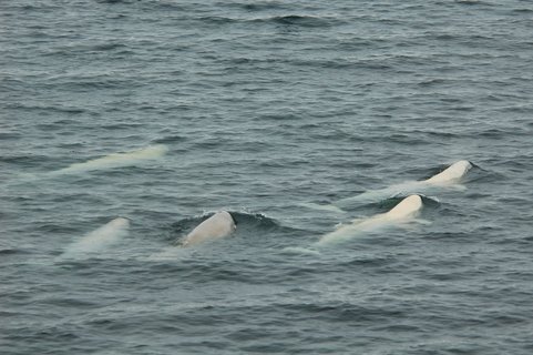 Beluga_Whales_Spitsbergen_©_Elke_Lindner_Oceanwide_Expeditions