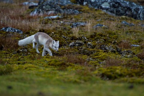 Polar_Fox_Around_Spitsbergen_Kvitoya_©_Zoutfotografie_Oceanwide_Expeditions