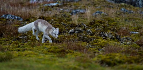 Polar_Fox_Around_Spitsbergen_Kvitoya_©_Zoutfotografie_Oceanwide_Expeditions