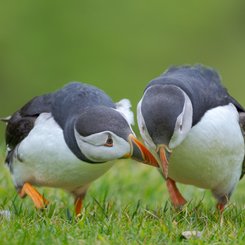 Puffins_Shetland_Inseln_©_Martin_Zwick_Naturfotografie