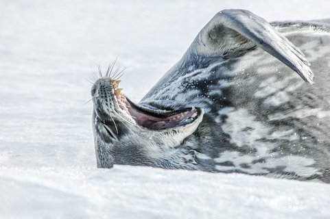 Weddell_Seal_Antarctica_©_Oceanwide_Expeditions