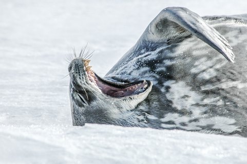 Weddell_Seal_Antarctica_©_Oceanwide_Expeditions Weddell_Seal_Antarctica_©_Oceanwide_Expeditions