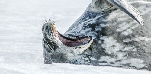 Weddell_Seal_Antarctica_©_Oceanwide_Expeditions