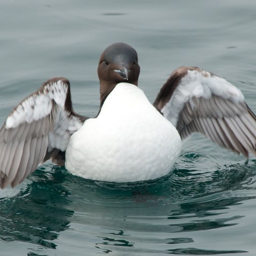 Guillemot_Spitsbergen_©_Erwin_Vermeulen_Oceanwide_Expeditions