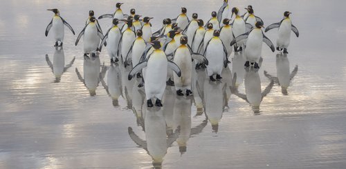 Koengspinguine_Falkland_Inseln_2017_©_Martin_Zwick_Naturfoto