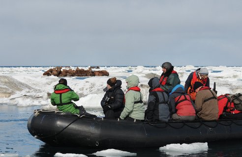 Walrus_on_ice_©_A_Russ_Heritage_Expeditions