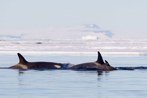 Ross_Sea_Orcas_Antarctic_©_Rolf_Stange_Oceanwide_Expeditions