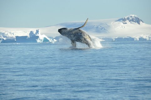 Humpback_whale_breaching_Antarctica_©_Nicolo_de_Cata_Oceanwide_Expeditions