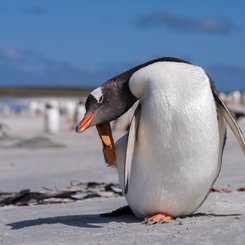 Eselspinguine_Falkland_Inseln_2017_©_Martin_Zwick_Naturfoto