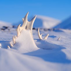 Spitzbergen_Norwegen_©_Martin_Zwick_Naturfoto