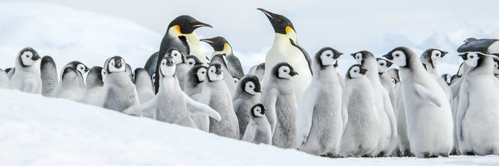 Emperor_penguins_chicks_Snow_Hill_Island_Antarctica_©_Ilja_Reijnen_Oceanwide_Expeditions