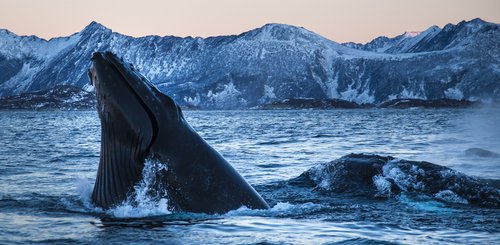 Norwegen_Orca_©_Northern_Explorers