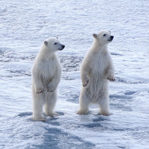 Polar_Bears_Spitsbergen_©_Nikki_Born_Oceanwide_Expeditions