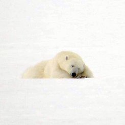 Polar_Bear_East_Coast_©_Spitzbergen_Adventures