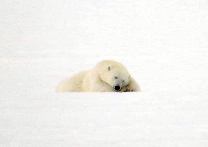 Polar_Bear_East_Coast_©_Spitzbergen_Adventures