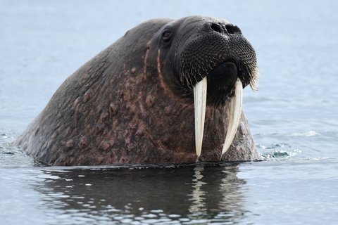 Walrus_Svalbard_©_Page_Chichester_Poseidon_Expeditions