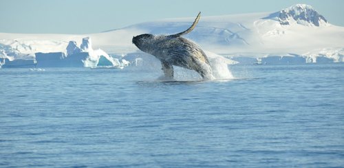 Humpback_whale_breaching_Antarctica_©_Nicolo_de_Cata_Oceanwide_Expeditions