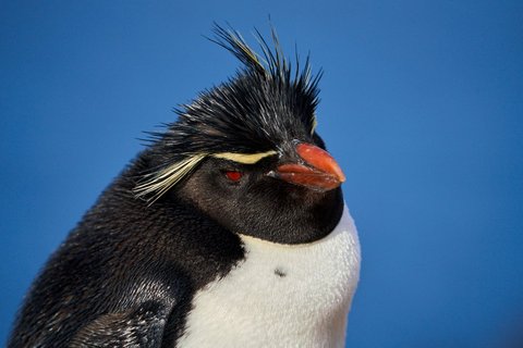 Rockhopper_Penguin_©_Antarctica21 Rockhopper_Penguin_©_Antarctica21