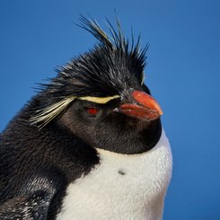 Rockhopper_Penguin_©_Antarctica21