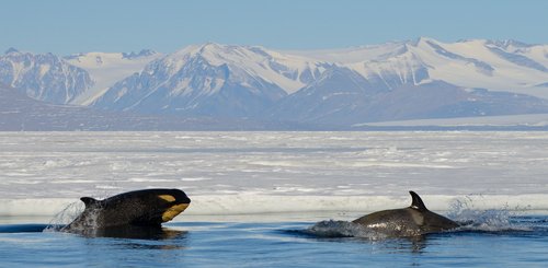 Ross_Sea_Orcas_Antarctic_©_Michael_Wenger_Oceanwide_Expeditions