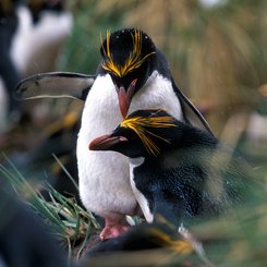 Suedgeorgien_Falkland_Islands_Macaroni_Penguins_©_John_Bozinov_Poseidon_Expeditions