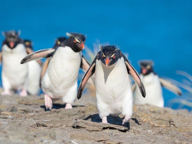 Felsenpinguine_Falkland_Inseln_2017_©_Martin_Zwick_Naturfoto
