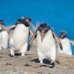 Felsenpinguine_Falkland_Inseln_2017_©_Martin_Zwick_Naturfoto