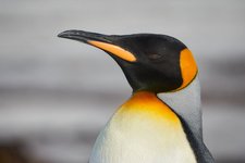 King_Penguins_©_Antarctica21 King_Penguins_©_Antarctica21