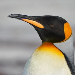 King_Penguins_©_Antarctica21