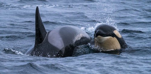 Norwegen_Orca_©_Northern_Explorers