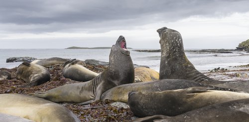 See_Elefanten_Falkland_Inseln_2017_©_Martin_Zwick_Naturfoto