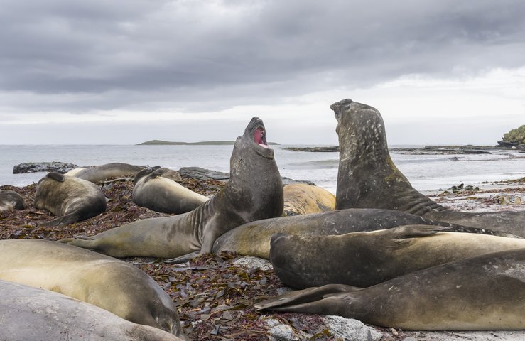 See_Elefanten_Falkland_Inseln_2017_©_Martin_Zwick_Naturfoto