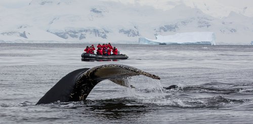 Antarctic_Humpback_Whale_©_Holger_Leue_Poseidon_Expeditions