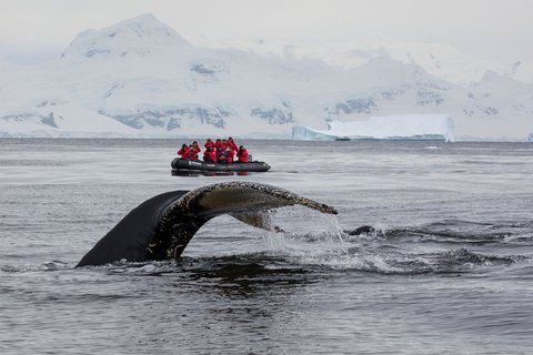 Antarctic_Humpback_Whale_©_Holger_Leue_Poseidon_Expeditions
