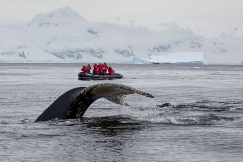 Antarctic_Humpback_Whale_©_Holger_Leue_Poseidon_Expeditions Antarctic_Humpback_Whale_©_Holger_Leue_Poseidon_Expeditions