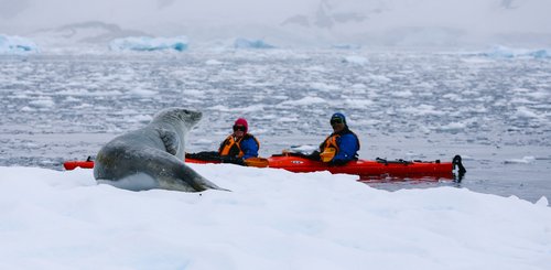 Antarctic_Sea_Lion_©_John_Bozinov_Poseidon_Expeditions