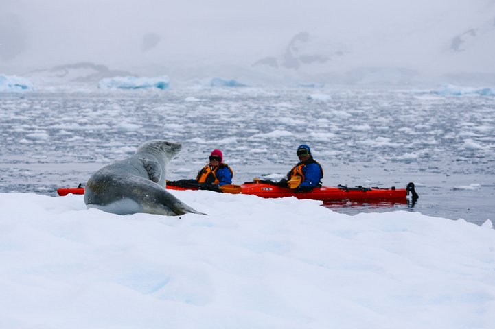 Antarctic_Sea_Lion_©_John_Bozinov_Poseidon_Expeditions