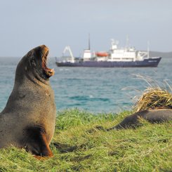 Spirit_of_Enderby_Sea_Lion_Sub_Antarctic_Islands_©_A_Russ_Heritage_Expeditions