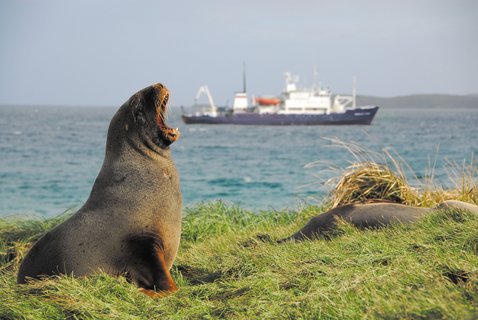 Spirit_of_Enderby_Sea_Lion_Sub_Antarctic_Islands_©_A_Russ_Heritage_Expeditions
