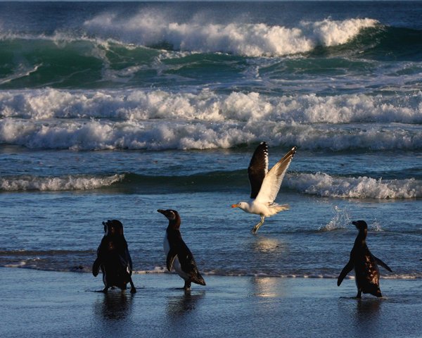 Magellan_Penguins_©_Falkland_Island_Holidays
