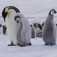 Emperor_Penguins_Snow_Hill_Island_Weddell_Sea_©_Sebastiaan_Schijf_Oceanwide_Expeditions
