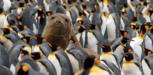 Young_Elephant_Seal_King_Penguin_Colony_Antarctica_©_G_Riehle_Expeditions