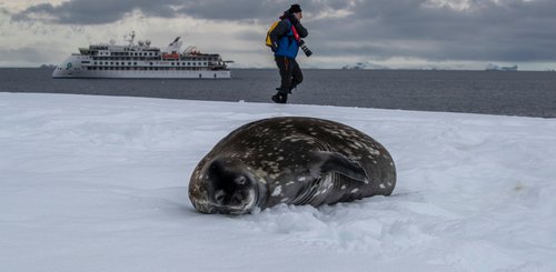 A_Weddell_Seal_with_the_Greg_Mortimer_Hydruga_Rocks_Antarctica_©_Aurora_Expeditons_Scott_Portelli